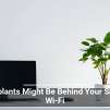 Houseplants Might Be Behind Your Sluggish Wi-Fi